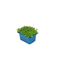 Koppert Cress Melissa Cress Bakje
