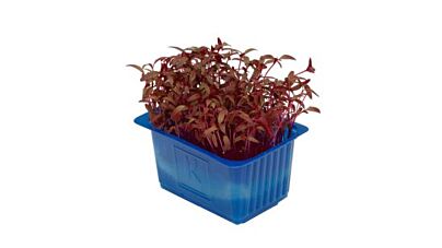 Koppert Cress Scarlett Cress Solitair