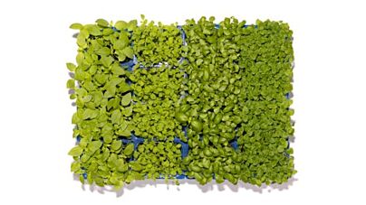 Koppert Cress Summer Mix Solitair
