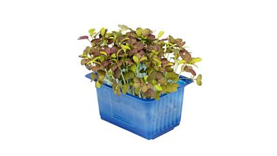Koppert Cress Bicolor Mustard Cress Bakje