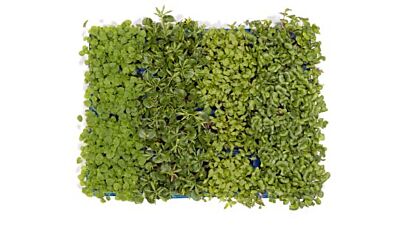 Koppert Cress Winter Mix Solitair