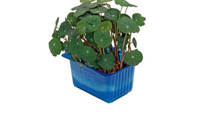 Koppert Cress Cress Zorri Per Bakje