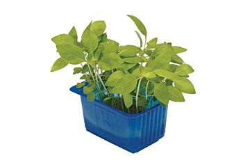 Koppert Cress Shiso Limoen Single