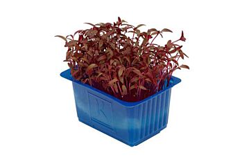 Koppert Cress Scarlet Cress Bakje