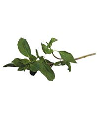 Thaise Basilicum