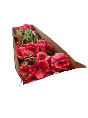 Fletcher Ranunculus Butterfly L58cm Pink