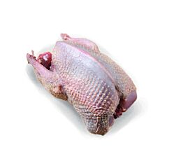  Tamme Duif 10X475 Gram Diepvries