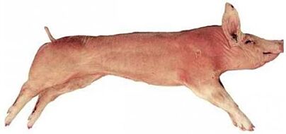  Speenbig Heel Ca 5-15 Kg Per Stuk