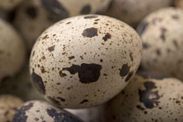 Eicom Barneveld Kwarteleieren 800Gr