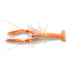 Nw Seacon Langoustines Noorse 17-20 70% Nw
