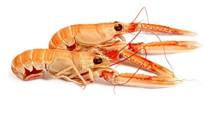 Nw Seacon Langoustines Noorse 8-12 70% Nw