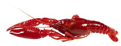  A La Nage,Rivierkreeft Gekookt Heel