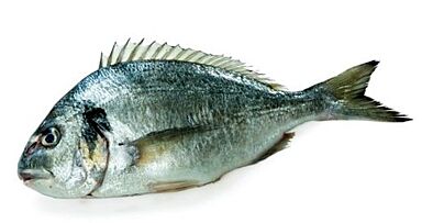 Dorade Royal 400-600 Gestript Ca 450 Gr