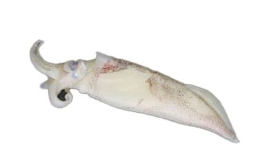 Inktvis Tubes 11/20 Met Kop Diepvries