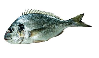 Dorade Royal 800-1000 Heel