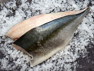 Kingfish Filet Dutch Yt 3-4 Met Vel