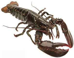 Kreeft Canadees 1100-1300 Levend