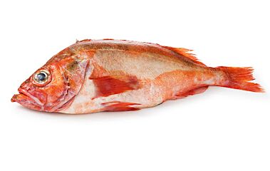 Roodbaars 2-3 Gestript Geschubd