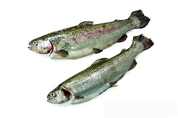 Forel 300-400 Gestript