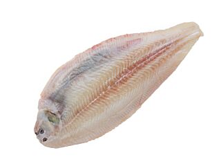 Tong 400-500 Zonder Vel