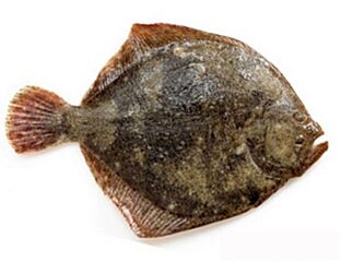 Tarbot Kweek 2-3 Gestript