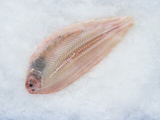 Tongschar 2 Panklaar