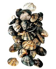 Vongole Xl 1 Kg