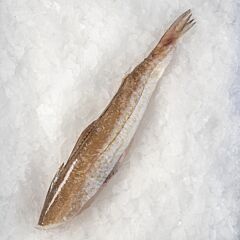 Wijting Butterfly Met Vel