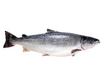 Zalmfilet 4-5 Schots Ongeschubd