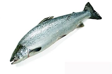 Zalm 2-3 Gestript Geschubd