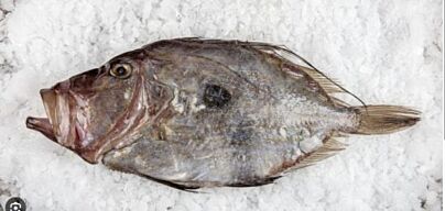 Zonnevis 500-1000 Gestript