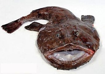 Zeeduivel 4+ Met Kop