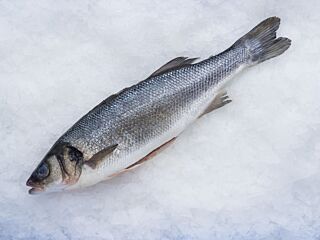 Zeebaars 300-400 Geschubd