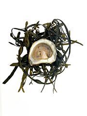 Oesters Plat Zeeuws Duncan 3/0