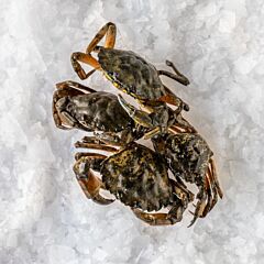 Strandkrabben 5 Kg Diepvries