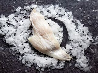 Schol 1 Panklaar Zonder Vel Zonder Kop