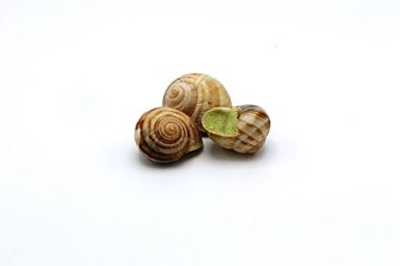 Slakken In Kruidenboter Diepvries