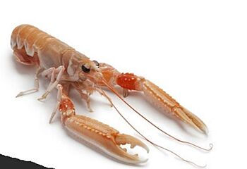 Langoustines 13/15 Noordzee Vers