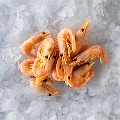 Gamba Prime Star 2 Mk Ds 2 Kg Diepvries