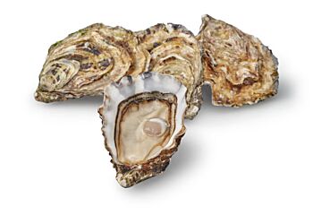 Oesters Premier Fine De Claire Nr 3