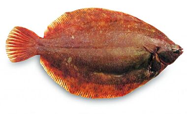 Tongschar Zonder Vel Ca 500 Gram