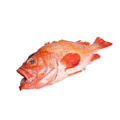 Roodbaars 1-2 Gestript Geschubd Ca 1700 Gram