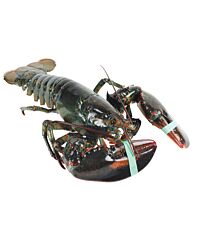 Kreeft Canadees 600-700 Small Halves