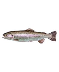 Forel 180-280 Gram Gestript