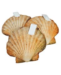 Coquilles In De Schelp