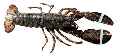 Kreeft Canadees 700-800 Halves