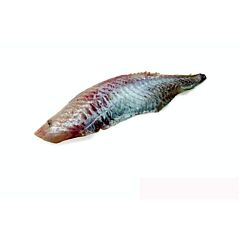 Roodbaarsfilet Zonder Vel Ga