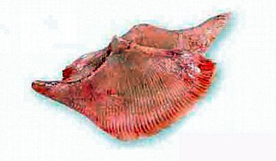  Rogvleugel Filet Znd Vel Gl Geportioneerd