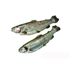 Forel 300-400 Gestript