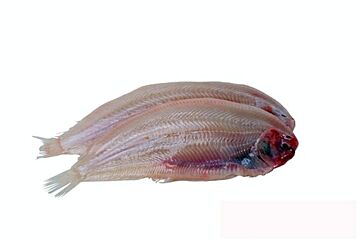  Tong 700-800 Zonder Vel